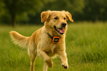 Last inn bildet i Galleri-visningsprogrammet, NordPaw Dog GPS
